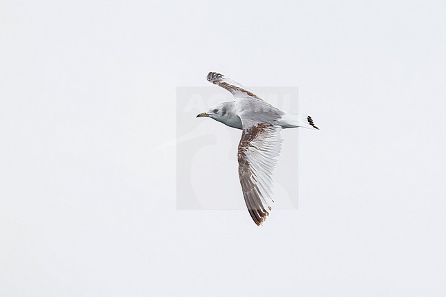 second calendar year or first winter black-legged kittiwake (Rissa tridactyla) in flight, found offshore at North Sea in German Bight stock-image by Agami/Mathias Putze,