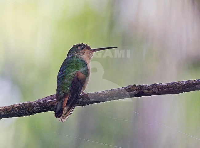 Pirre Hummingbird (Goldmania bella) in Panama. Also known as Rufous-cheeked hummingbird. Only found on a few isolated ridges in Panama's eastern Darién Province and in adjacent Chocó Department in Colombia. stock-image by Agami/Pete Morris,