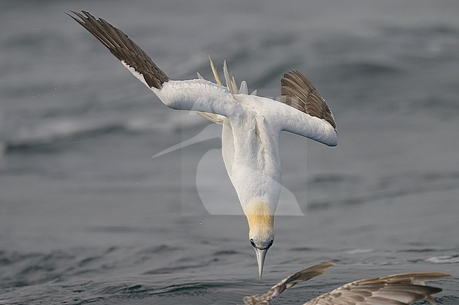 Northern gannet (Morus Bassanus) diving, with the sea as background. stock-image by Agami/Sylvain Reyt,