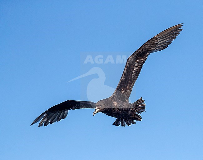 Westland Petrel (Procellaria westlandica) at sea in southern pacific ocean off Kaikoura in New Zealand. In flight, seen from below. stock-image by Agami/Marc Guyt,