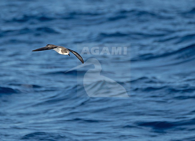 Zino's Petrel (Pterodroma madeira) at sea off Madeira, Portugal. stock-image by Agami/Pete Morris,