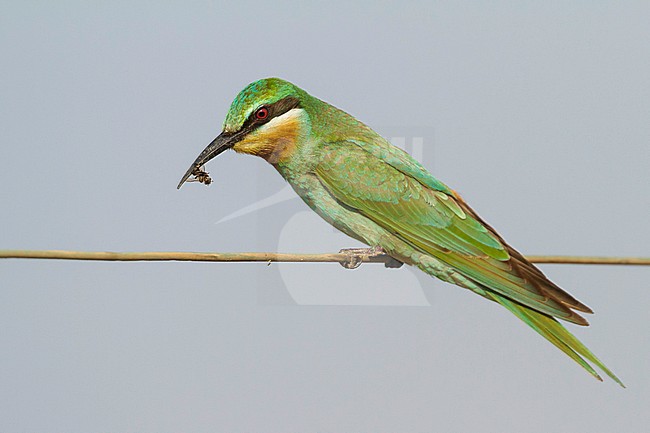 Blue-cheeked Bee-eater - Blauwangenspint - Merops persicus ssp. persicus, Oman, 1st cy stock-image by Agami/Ralph Martin,