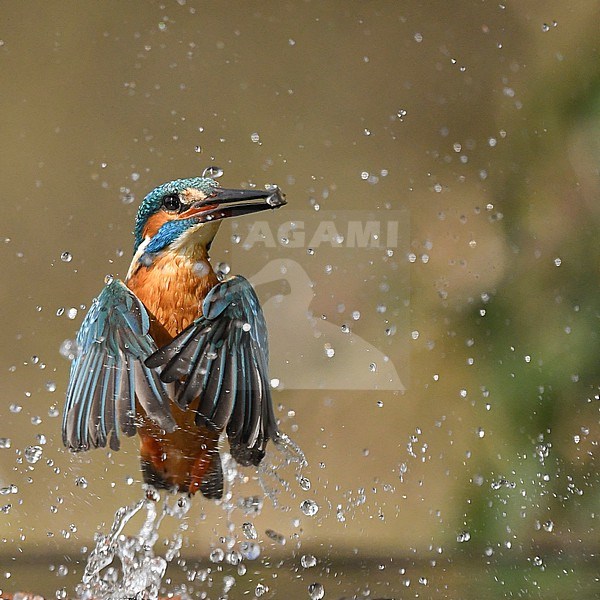  stock-image by Agami/Han Bouwmeester,