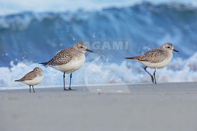 Grey Plover (Pluvialis squatarola), two individuals standing on the shore together with a Dunlin, Campania, Italy stock-image by Agami/Saverio Gatto,