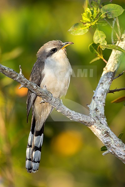 Adult Mangrove Cuckoo (Coccyzus minor) perched on a branch in mangrove forest in Miami-Dade County, Florida, Unites States. stock-image by Agami/Brian E Small,