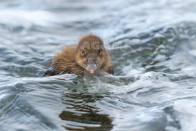 Greater Scaup, Toppereend,  marila ssp. marila, Iceland, duckling stock-image by Agami/Ralph Martin,