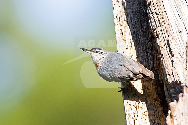 Mannetje Turkse Boomklever bij nesthol; Male KrÂŸper\'s Nuthatch at nest entrance stock-image by Agami/Marc Guyt,