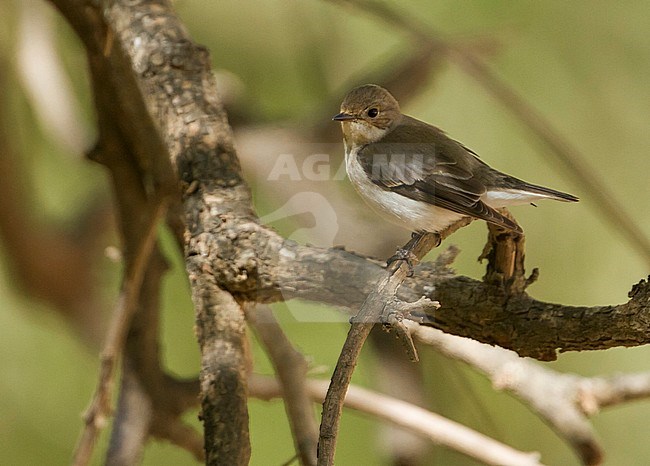 Semicollared Flycatcher - Halbringschnäpper - Ficedula semitorquata, Oman, 2nd cy stock-image by Agami/Ralph Martin,