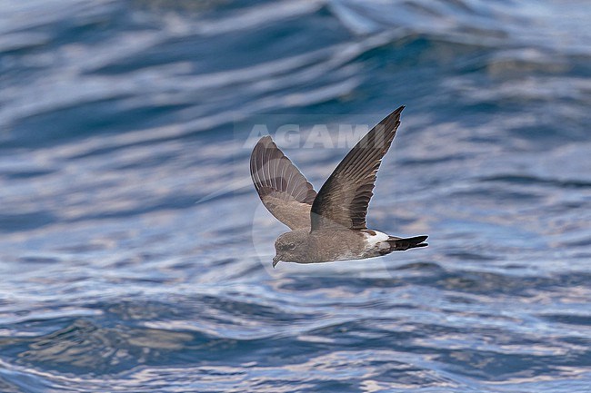 Elliot's storm petrel (Oceanites gracilis galapagoensis) at sea off the Galapagos Islands, part of the Republic of Ecuador. Also known as the white-vented storm petrel. stock-image by Agami/Pete Morris,