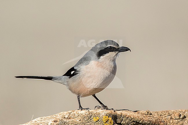 Iberian Grey Shrike, berische Klapekster, Lanius meridionalis stock-image by Agami/Oscar Díez,