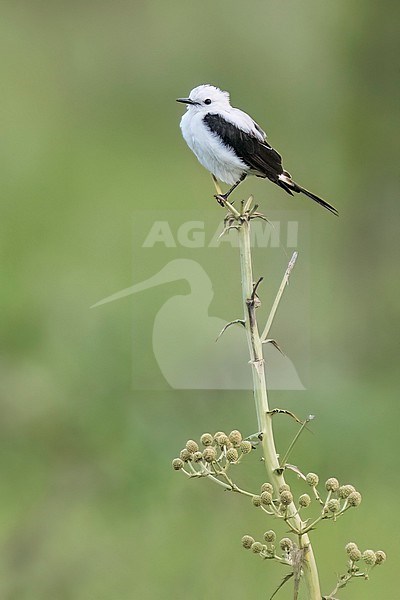 Black-and-white Monjita (Heteroxolmis dominicana) Perched on a branch in Argentina stock-image by Agami/Dubi Shapiro,