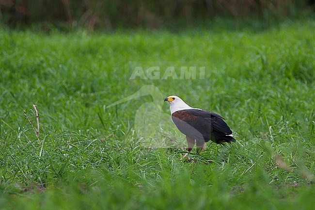 Adult African Fish Eagle (Haliaeetus vocifer) in Botswana. stock-image by Agami/Ralph Martin,