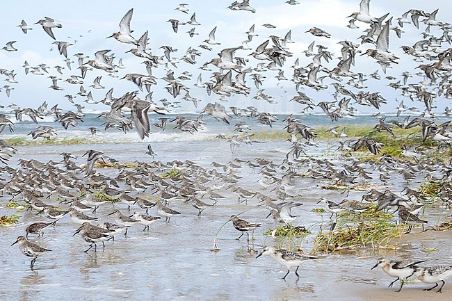 Dunlins (Calidris alpina) with Sanderlings (Calidris alba) and Red Knots (Calidris canutus) at high-tide roost in Wadden Sea near Hamburg in Germany. stock-image by Agami/Ralph Martin,