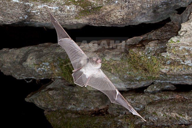 Schreibers vleermuis vliegend, Schreibers' bat flying, stock-image by Agami/Theo Douma,