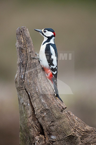 Mannetje Grote Bonte Specht op boomstronk, Male Great Spotted Woodpecker at tree trunk stock-image by Agami/Wil Leurs,