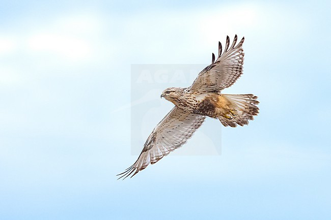 Adult (light morph)
Mackinac Co., MI
April 2025 stock-image by Agami/Brian E Small,