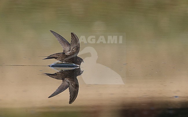 Common Swift, Apus apus, drinking water in forest lake, at Holte, Denmark stock-image by Agami/Helge Sorensen,