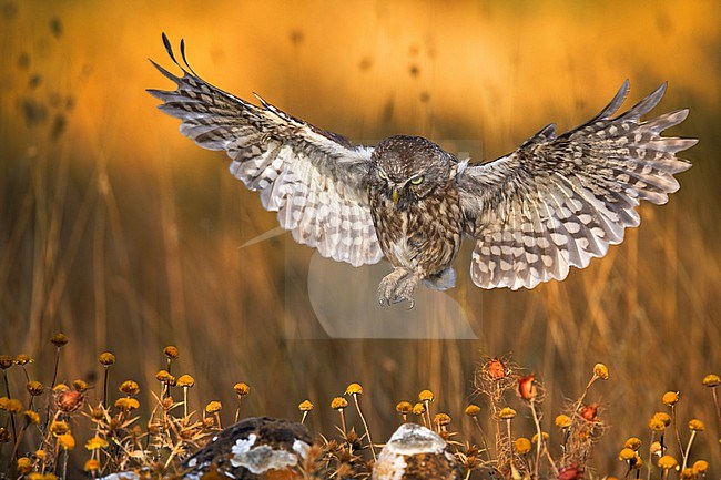 Little Owl (Athene noctua) in Italy. In flight. stock-image by Agami/Daniele Occhiato,