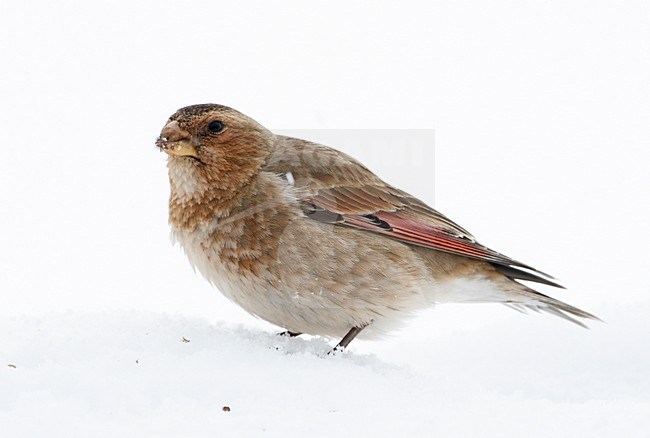 Mannetje Atlasbergvink in sneeuw; Male African Crimson-winged Finch in snow stock-image by Agami/Markus Varesvuo,