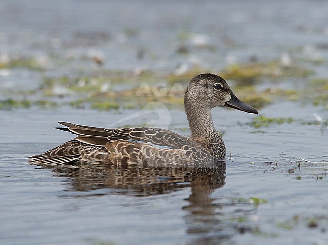 Side view of a female plumaged Blue-winged Teal (Spatula discors) swimming. USA stock-image by Agami/Markku Rantala,
