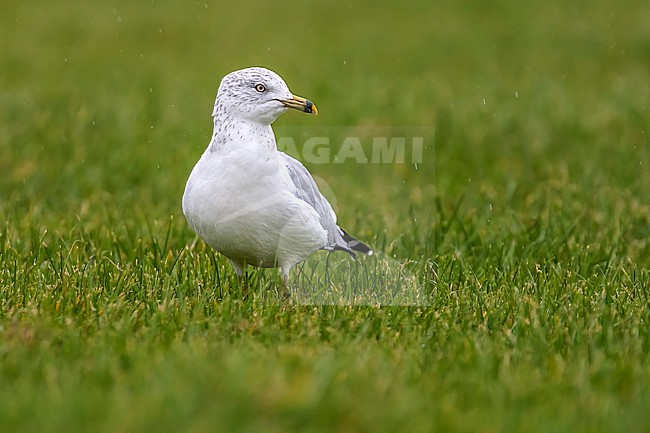 Adult winter Ring-billed Gull (Larus delawarensis) walking in the grass in Nimmo's Pier, Galway, Ireland. stock-image by Agami/Vincent Legrand,