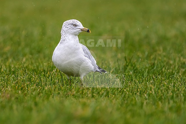 Adult winter Ring-billed Gull (Larus delawarensis) walking in the grass in Nimmo's Pier, Galway, Ireland. stock-image by Agami/Vincent Legrand,