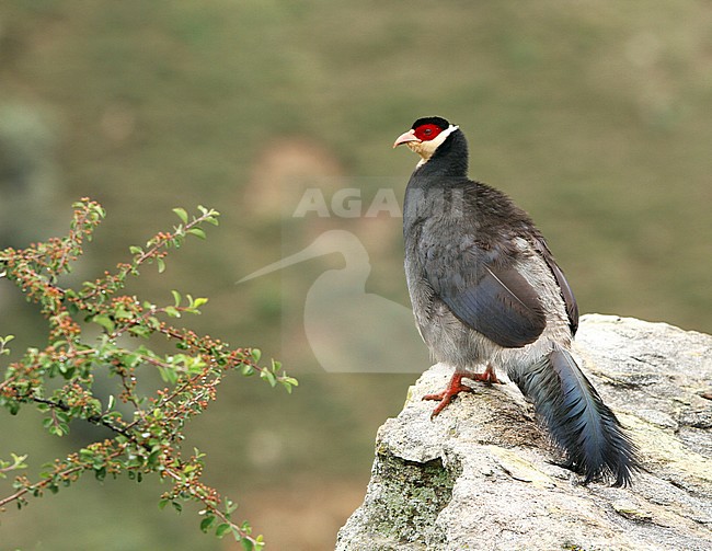 Tibetan Eared Pheasant (Crossoptilon harmani), also called ; Elwes' Eared Pheasant, walking around Xiongse Monastery in Tibet, China. stock-image by Agami/James Eaton,