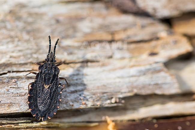 Aradus betulinus, imago stock-image by Agami/Ralph Martin,