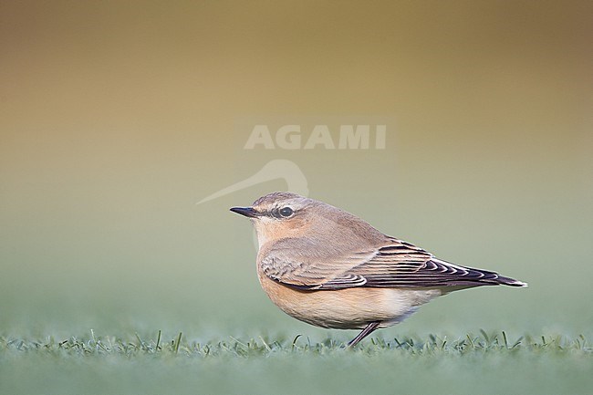 Northern Wheatear, Oenanthe oenanthe, perched on grass from side and behind, autumn or winter plumage, 1cy,  stock-image by Agami/Menno van Duijn,