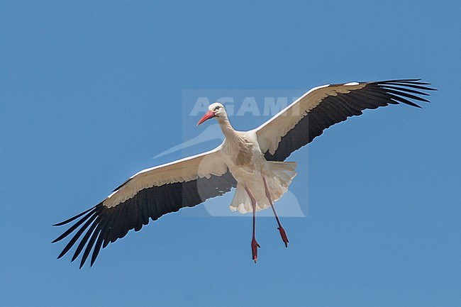 White Stork - Weissstorch - Ciconia ciconia ssp. ciconia, Potugal, adult stock-image by Agami/Ralph Martin,