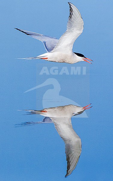 Adult Common Tern (Sterna hirundo), seen from the side, flowing low of a mirror flat blue colored lake in Greece, during a beautiful spring morning. stock-image by Agami/Marc Guyt,