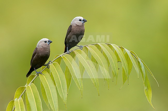 Grey-headed Mannikin (Lonchura caniceps) perched on a branch in Papua New Guinea. stock-image by Agami/Glenn Bartley,