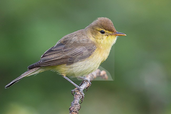 Melodious Warbler (Hippolais polyglotta) perched on a branch stock-image by Agami/Daniele Occhiato,