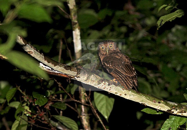Mindanaovalkuil, Mindanao Boobook, Ninox spilocephala stock-image by Agami/Pete Morris,