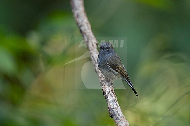 An adult Rufous-gorgeted Flycatcher or Rusty-gorgeted Flycatcher (Ficedula strophiata) is perching on a branch stock-image by Agami/Mathias Putze,