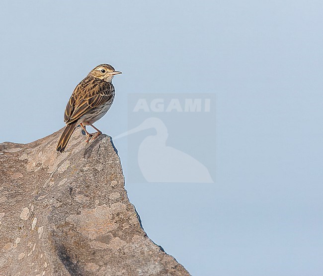 Berthelot's Pipit, Anthus berthelotii madeirensis, on Madeira. stock-image by Agami/Marc Guyt,