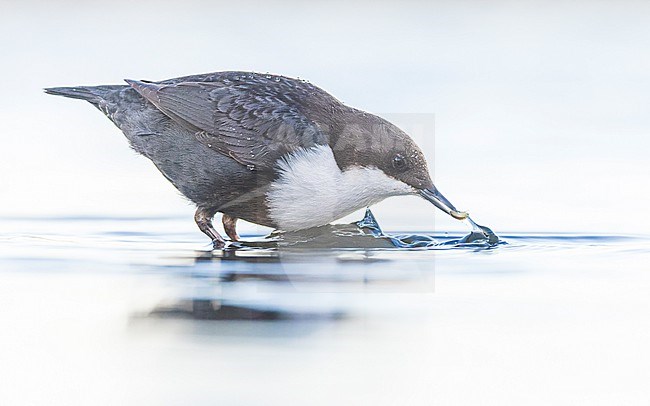 White-throated Dipper ssp cinlus (Cinclus cinclus cinclus, Black-bellied Dipper) stock-image by Agami/Lennart Verheuvel,