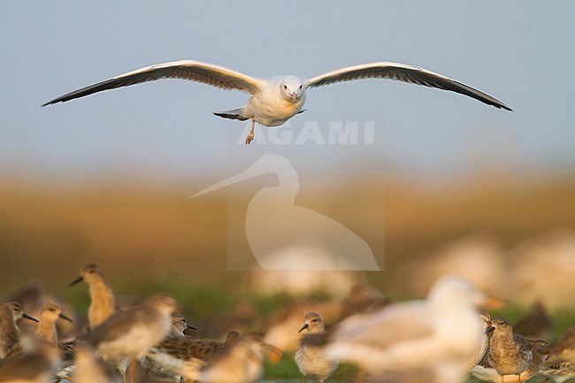 Slender-billed Gull - Dünnschnabelmöwe - Larus genei, Oman, 1st Winter stock-image by Agami/Ralph Martin,