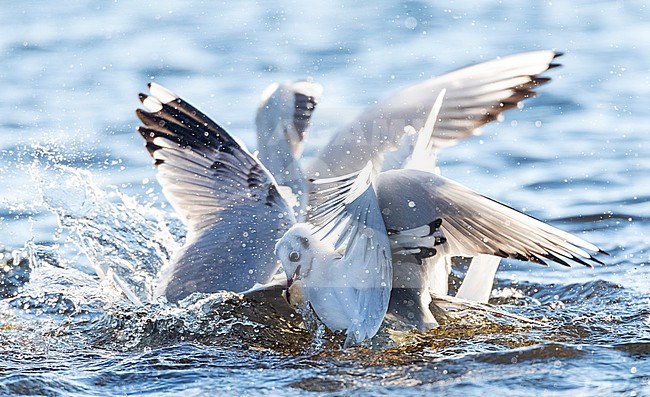 Wintering Common Black-headed Gulls (Croicocephalus ridibundus) fighting for food at the sea in Kawijk, Netherlands. One Common Gull in the mix as well. stock-image by Agami/Marc Guyt,