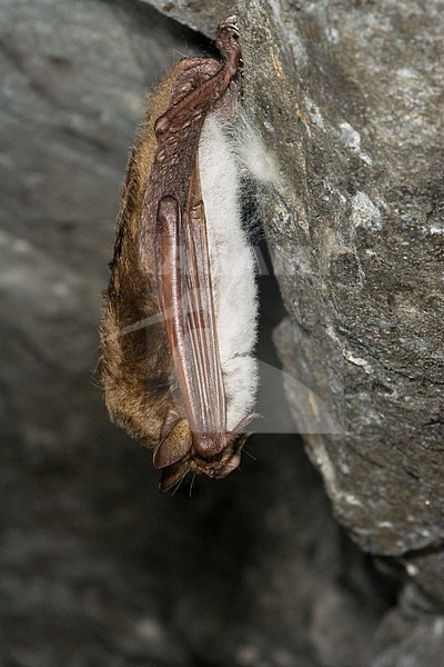 Meervleermuis; Pond bat stock-image by Agami/Theo Douma,