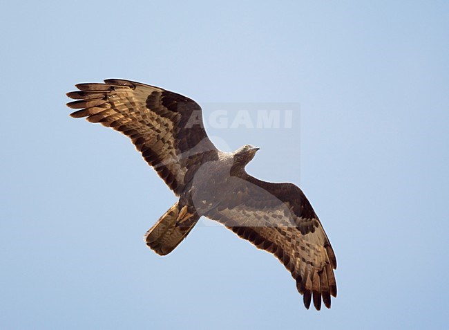 Wespendief in vlucht; European Honey Buzzard in flight stock-image by Agami/Markus Varesvuo,