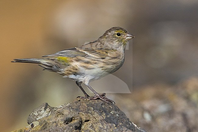 Atlantic Canary, Kanarie stock-image by Agami/Daniele Occhiato,