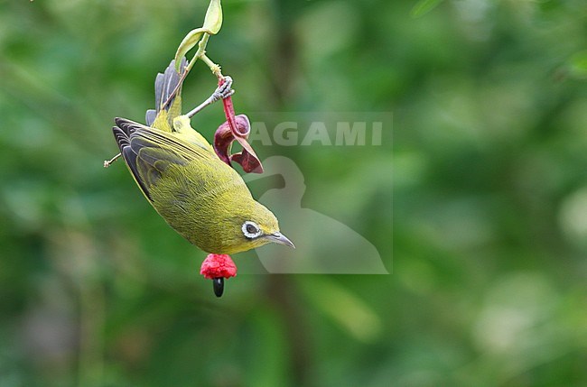 Lemon-bellied White-eye (Zosterops chloris) on the Lesser Sunda island of Flores, Indonesia. Looking around for possible danger. stock-image by Agami/James Eaton,