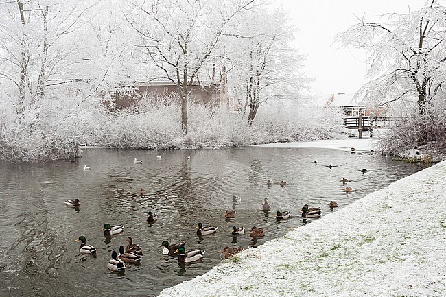 Mallard (Anas platyrhynchos) group swimming in ice hole at Katwijk in winter stock-image by Agami/Marc Guyt,