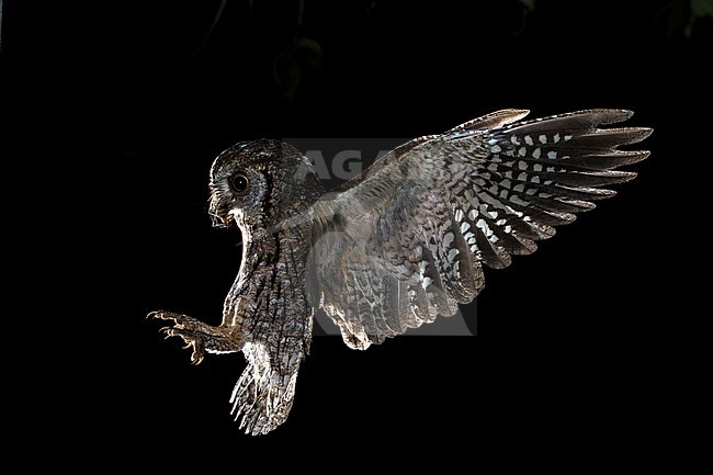 Eurasian Scops-Owl, Dwergooruil, Otus scops stock-image by Agami/Oscar Díez,