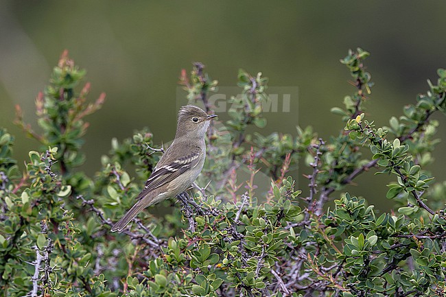 Chilean Elaenia (Elaenia chilensis) in Southern Argentina. stock-image by Agami/Pete Morris,