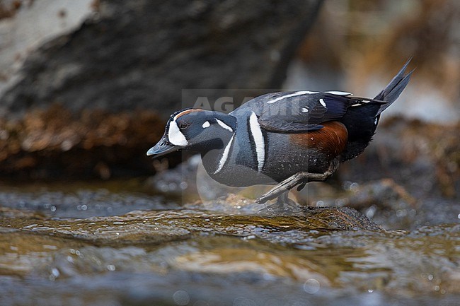Harlequin Duck (Histrionicus histrionicus), side view of an adult male entering the water, Northeastern Region, Iceland stock-image by Agami/Saverio Gatto,