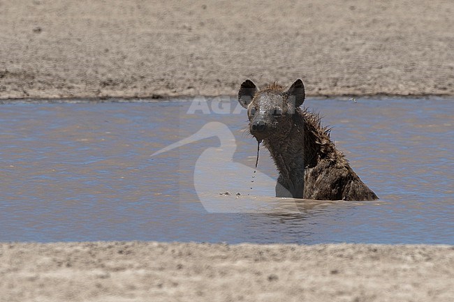 A spotted hyaena, Crocura crocuta, bathing at a watering hole. Seronera, Serengeti National Park, Tanzania stock-image by Agami/Sergio Pitamitz,