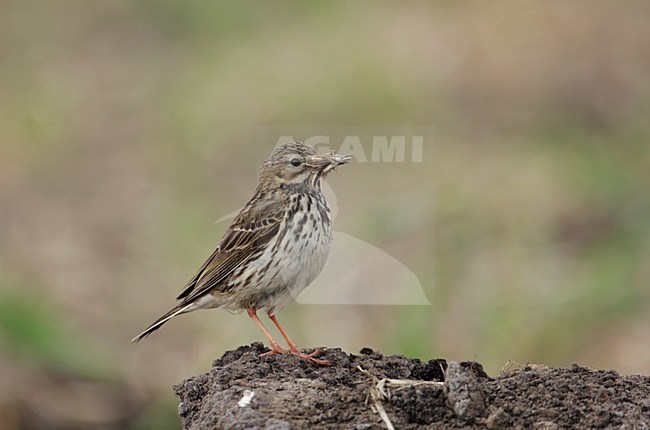 Graspieper met voer; Meadow Pipit with food stock-image by Agami/Reint Jakob Schut,