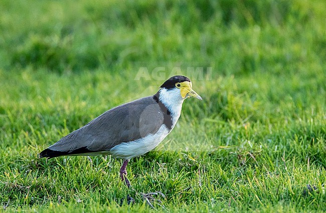 Masked Lapwing (Vanellus miles novaehollandiae) in Tawharanui Regional Park; Tawharanui Peninsula, New Zealand. stock-image by Agami/Marc Guyt,